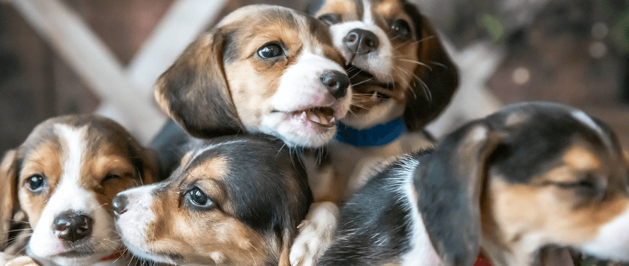 Virginia dogs find a better life in Wisconsin Virginia dogs find a better life in Wisconsin