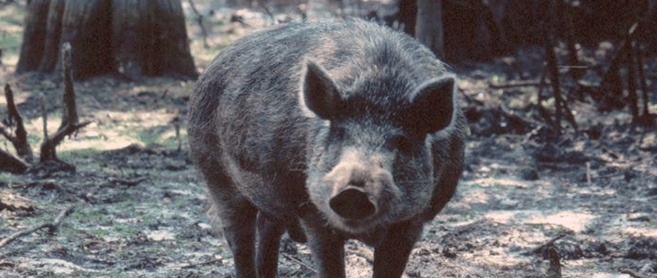 Super Pig Canadian Super pig