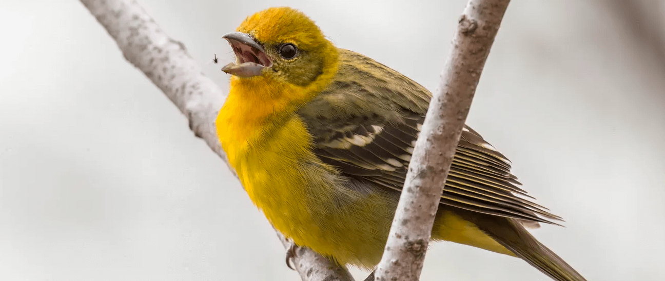 flame-colored tanager