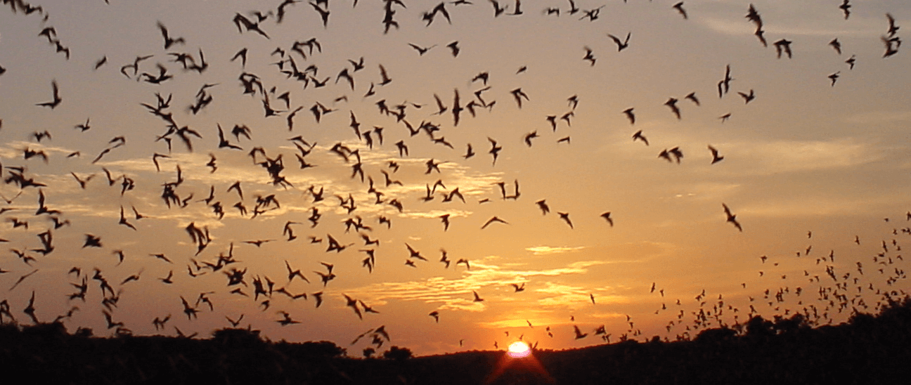 Stonefield in Cassville will be hosting a bat conservation night