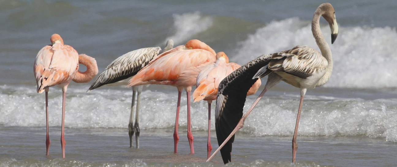 Reverse Snow Birds: Flamingos Visit Wisconsin