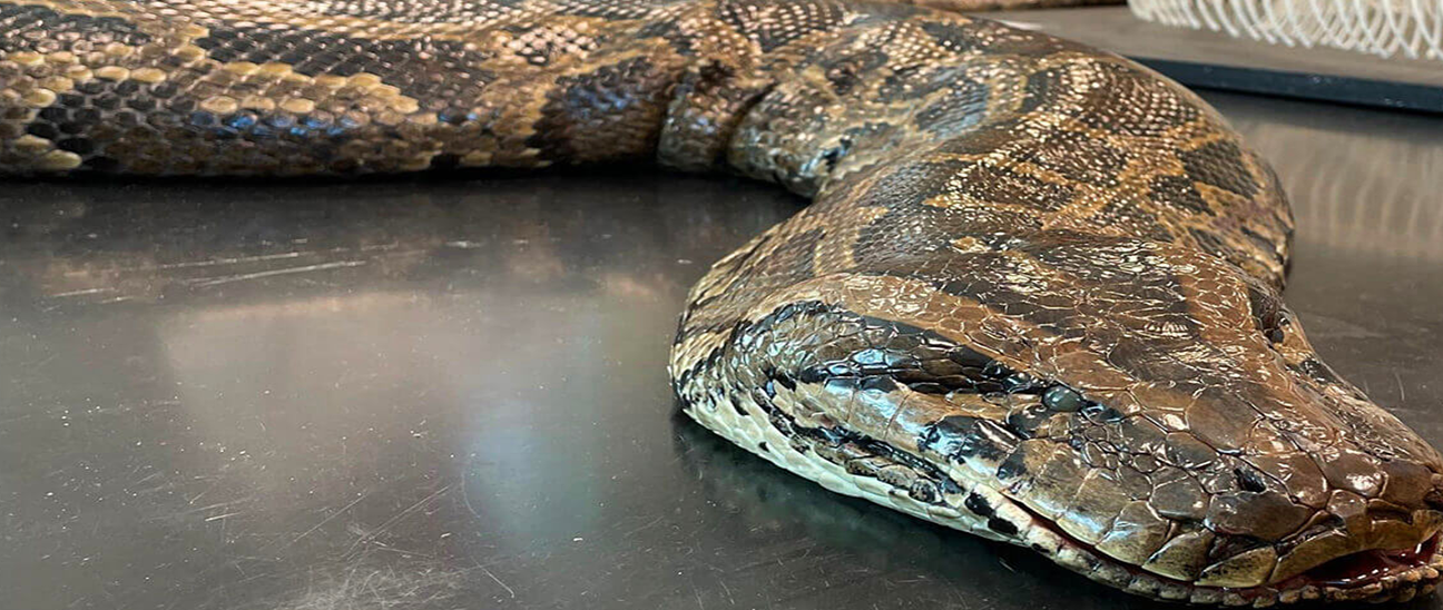 python