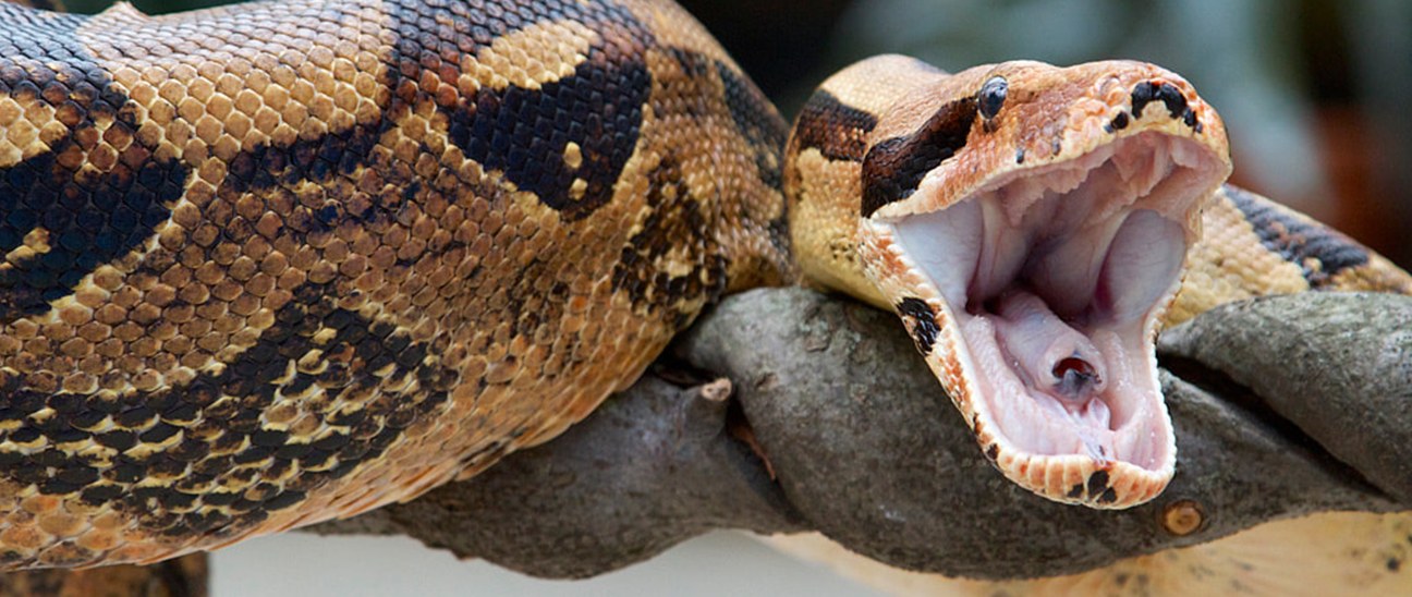 red-tailed boa constrictor red-tailed boa constrictor