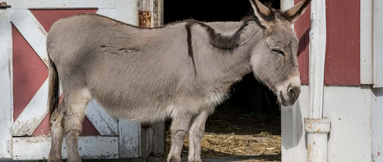 Get to Know Your New Favorite Donkey
