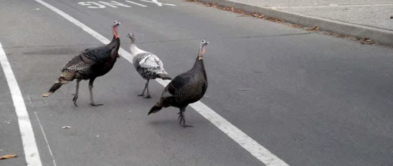 Turkey's Revenge: Gang of Birds Terrorize Eau Claire