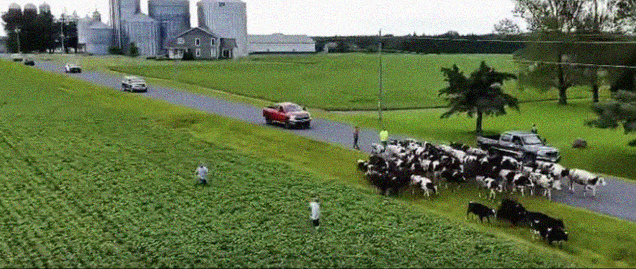 Wisconsin Cows Gone Wild